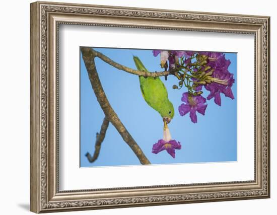 Brazil. A yellow-Chevroned parakeet harvesting the blossoms of a pink trumpet tree in the Pantanal.-Ralph H. Bendjebar-Framed Photographic Print