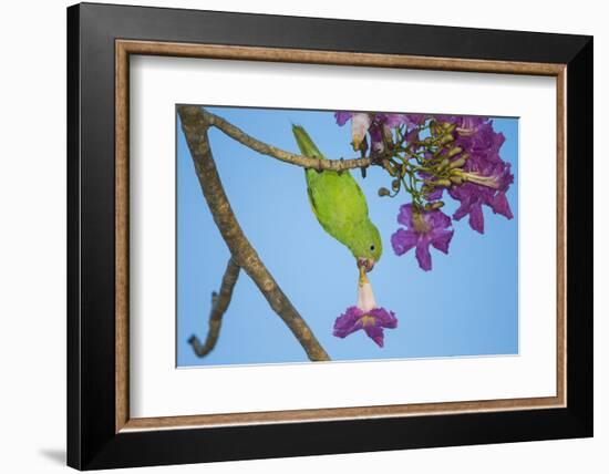 Brazil. A yellow-Chevroned parakeet harvesting the blossoms of a pink trumpet tree in the Pantanal.-Ralph H. Bendjebar-Framed Photographic Print