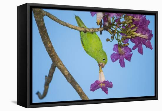 Brazil. A yellow-Chevroned parakeet harvesting the blossoms of a pink trumpet tree in the Pantanal.-Ralph H. Bendjebar-Framed Premier Image Canvas