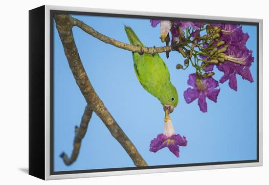 Brazil. A yellow-Chevroned parakeet harvesting the blossoms of a pink trumpet tree in the Pantanal.-Ralph H. Bendjebar-Framed Premier Image Canvas