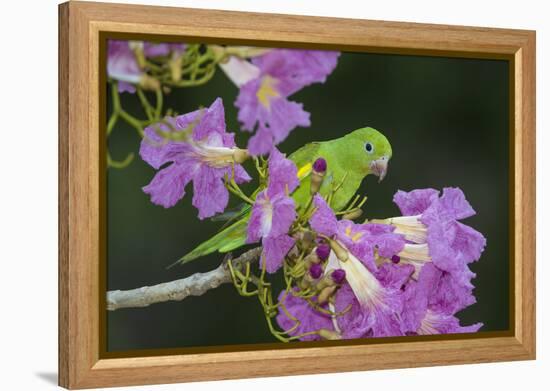 Brazil. A yellow-Chevroned parakeet harvesting the blossoms of a pink trumpet tree in the Pantanal.-Ralph H. Bendjebar-Framed Premier Image Canvas