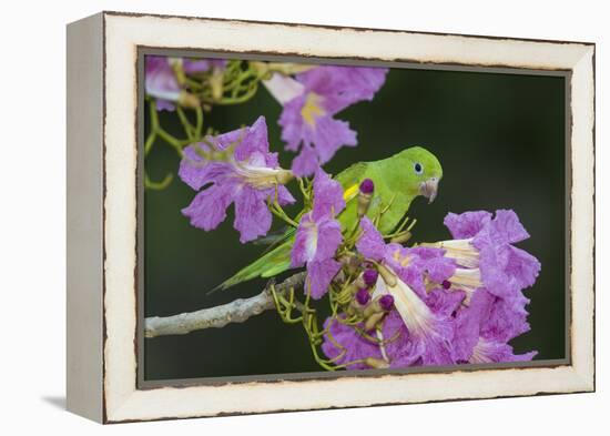 Brazil. A yellow-Chevroned parakeet harvesting the blossoms of a pink trumpet tree in the Pantanal.-Ralph H. Bendjebar-Framed Premier Image Canvas