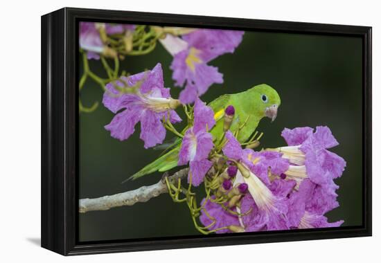 Brazil. A yellow-Chevroned parakeet harvesting the blossoms of a pink trumpet tree in the Pantanal.-Ralph H. Bendjebar-Framed Premier Image Canvas