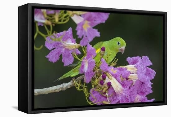 Brazil. A yellow-Chevroned parakeet harvesting the blossoms of a pink trumpet tree in the Pantanal.-Ralph H. Bendjebar-Framed Premier Image Canvas