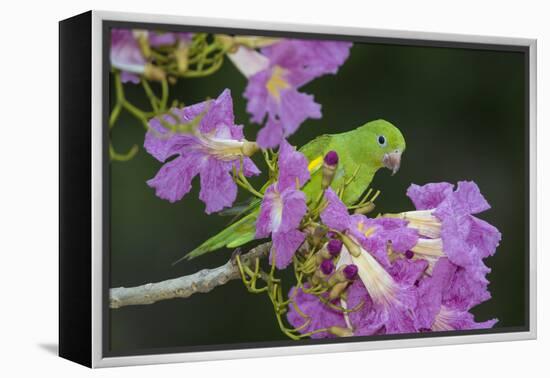 Brazil. A yellow-Chevroned parakeet harvesting the blossoms of a pink trumpet tree in the Pantanal.-Ralph H. Bendjebar-Framed Premier Image Canvas