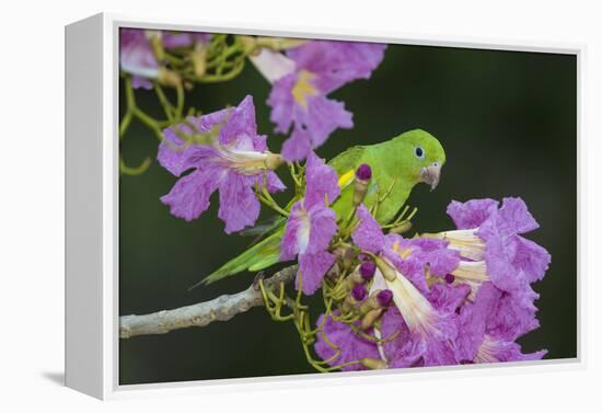 Brazil. A yellow-Chevroned parakeet harvesting the blossoms of a pink trumpet tree in the Pantanal.-Ralph H. Bendjebar-Framed Premier Image Canvas