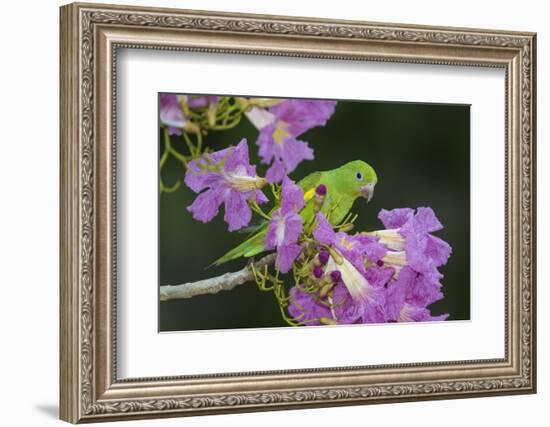 Brazil. A yellow-Chevroned parakeet harvesting the blossoms of a pink trumpet tree in the Pantanal.-Ralph H. Bendjebar-Framed Photographic Print