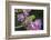 Brazil. A yellow-Chevroned parakeet harvesting the blossoms of a pink trumpet tree in the Pantanal.-Ralph H. Bendjebar-Framed Photographic Print