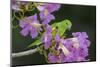 Brazil. A yellow-Chevroned parakeet harvesting the blossoms of a pink trumpet tree in the Pantanal.-Ralph H. Bendjebar-Mounted Photographic Print