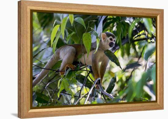 Brazil, Amazon, Manaus. Common Squirrel monkey in the trees.-Ellen Goff-Framed Premier Image Canvas