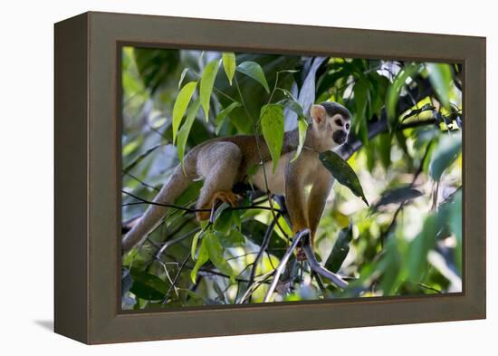 Brazil, Amazon, Manaus. Common Squirrel monkey in the trees.-Ellen Goff-Framed Premier Image Canvas