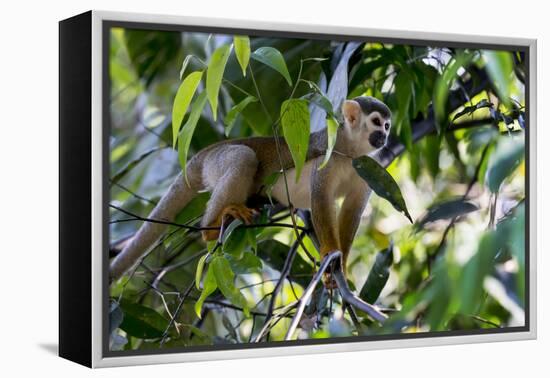 Brazil, Amazon, Manaus. Common Squirrel monkey in the trees.-Ellen Goff-Framed Premier Image Canvas