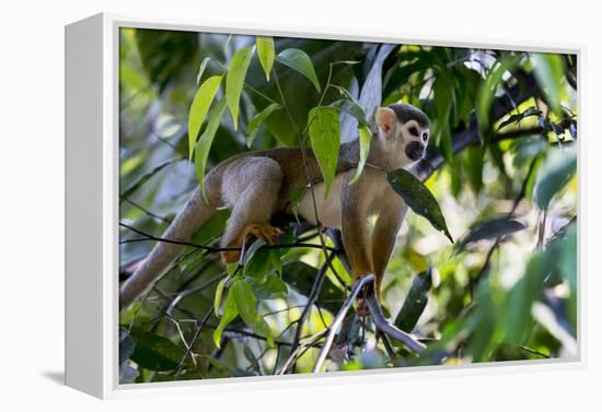 Brazil, Amazon, Manaus. Common Squirrel monkey in the trees.-Ellen Goff-Framed Premier Image Canvas