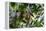 Brazil, Amazon, Manaus. Common Squirrel monkey in the trees.-Ellen Goff-Framed Premier Image Canvas