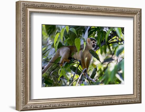 Brazil, Amazon, Manaus. Common Squirrel monkey in the trees.-Ellen Goff-Framed Photographic Print