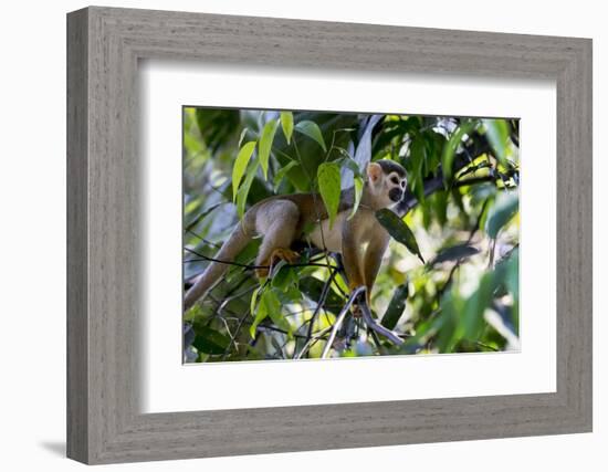 Brazil, Amazon, Manaus. Common Squirrel monkey in the trees.-Ellen Goff-Framed Photographic Print