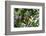 Brazil, Amazon, Manaus. Common Squirrel monkey in the trees.-Ellen Goff-Framed Photographic Print