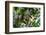 Brazil, Amazon, Manaus. Common Squirrel monkey in the trees.-Ellen Goff-Framed Photographic Print