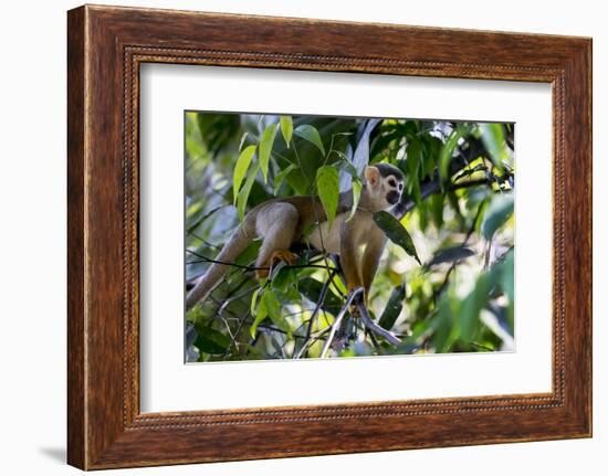 Brazil, Amazon, Manaus. Common Squirrel monkey in the trees.-Ellen Goff-Framed Photographic Print