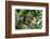 Brazil, Amazon, Manaus. Common Squirrel monkey in the trees.-Ellen Goff-Framed Photographic Print