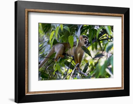 Brazil, Amazon, Manaus. Common Squirrel monkey in the trees.-Ellen Goff-Framed Photographic Print