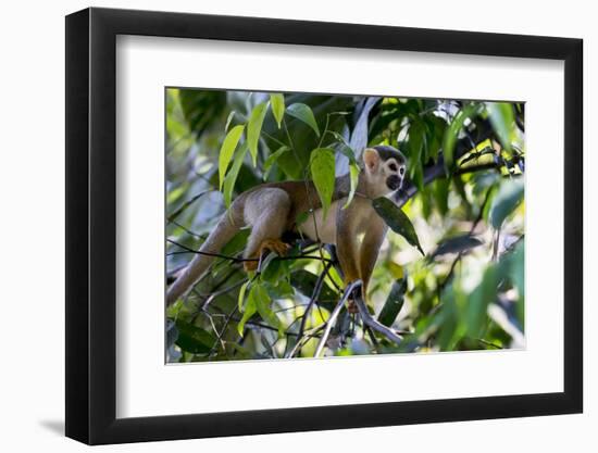 Brazil, Amazon, Manaus. Common Squirrel monkey in the trees.-Ellen Goff-Framed Photographic Print
