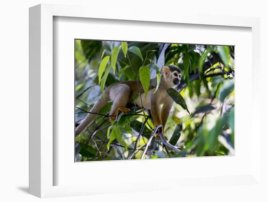 Brazil, Amazon, Manaus. Common Squirrel monkey in the trees.-Ellen Goff-Framed Photographic Print
