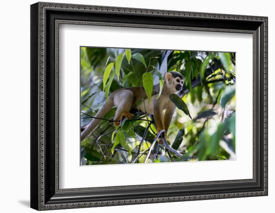 Brazil, Amazon, Manaus. Common Squirrel monkey in the trees.-Ellen Goff-Framed Photographic Print