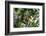 Brazil, Amazon, Manaus. Common Squirrel monkey in the trees.-Ellen Goff-Framed Photographic Print