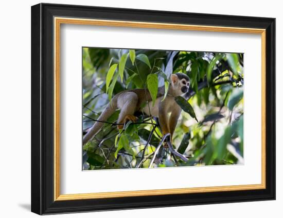 Brazil, Amazon, Manaus. Common Squirrel monkey in the trees.-Ellen Goff-Framed Photographic Print