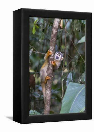 Brazil, Amazon, Manaus, Common Squirrel monkey in the trees.-Ellen Goff-Framed Premier Image Canvas