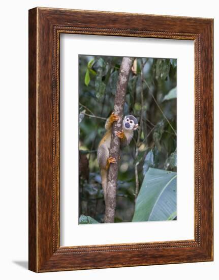 Brazil, Amazon, Manaus, Common Squirrel monkey in the trees.-Ellen Goff-Framed Photographic Print