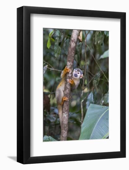 Brazil, Amazon, Manaus, Common Squirrel monkey in the trees.-Ellen Goff-Framed Photographic Print