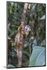 Brazil, Amazon, Manaus, Common Squirrel monkey in the trees.-Ellen Goff-Mounted Photographic Print