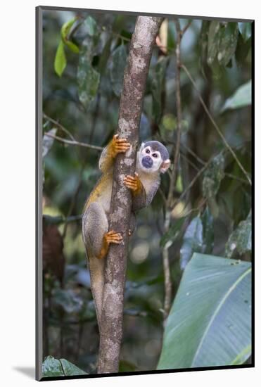 Brazil, Amazon, Manaus, Common Squirrel monkey in the trees.-Ellen Goff-Mounted Photographic Print