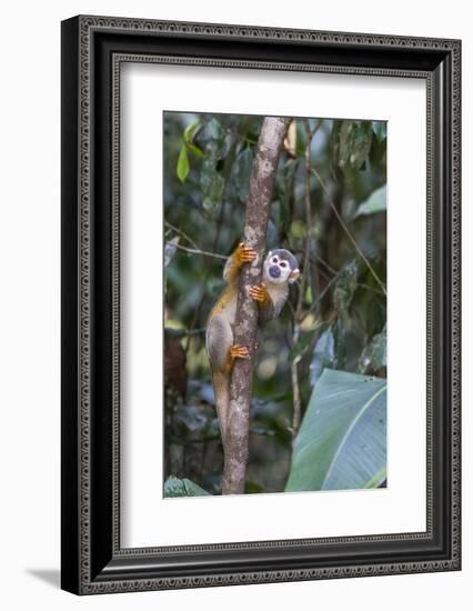 Brazil, Amazon, Manaus, Common Squirrel monkey in the trees.-Ellen Goff-Framed Photographic Print