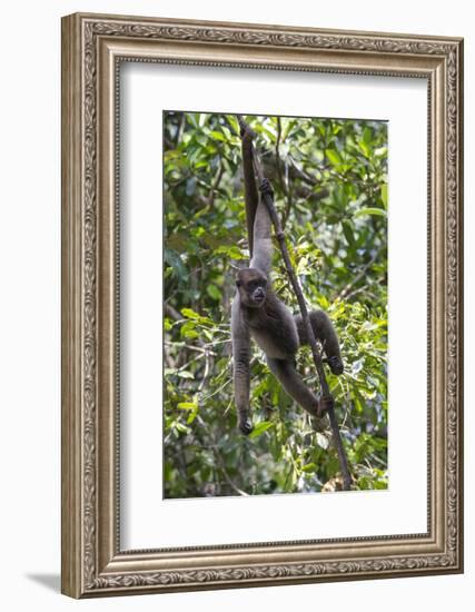 Brazil, Amazon, Manaus, Common woolly monkey hanging from the trees using its tail.-Ellen Goff-Framed Photographic Print