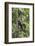 Brazil, Amazon, Manaus, Common woolly monkey hanging from the trees using its tail.-Ellen Goff-Framed Photographic Print