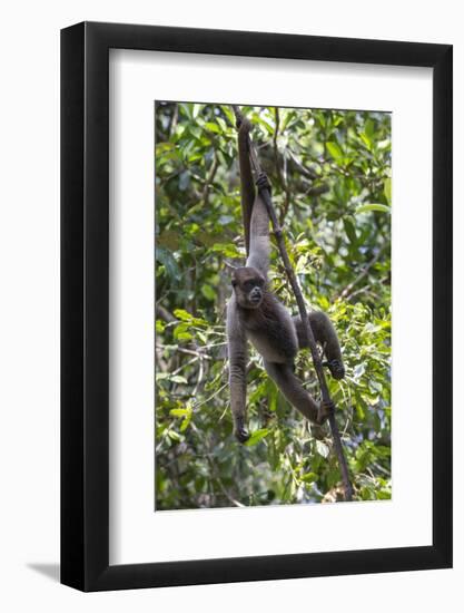 Brazil, Amazon, Manaus, Common woolly monkey hanging from the trees using its tail.-Ellen Goff-Framed Photographic Print