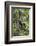 Brazil, Amazon, Manaus, Common woolly monkey hanging from the trees using its tail.-Ellen Goff-Framed Photographic Print