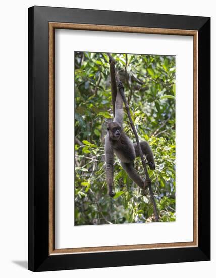 Brazil, Amazon, Manaus, Common woolly monkey hanging from the trees using its tail.-Ellen Goff-Framed Photographic Print