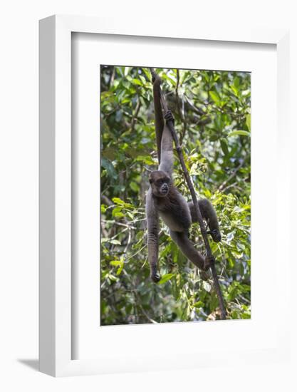 Brazil, Amazon, Manaus, Common woolly monkey hanging from the trees using its tail.-Ellen Goff-Framed Photographic Print