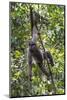 Brazil, Amazon, Manaus, Common woolly monkey hanging from the trees using its tail.-Ellen Goff-Mounted Photographic Print