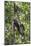 Brazil, Amazon, Manaus, Common woolly monkey hanging from the trees using its tail.-Ellen Goff-Mounted Photographic Print