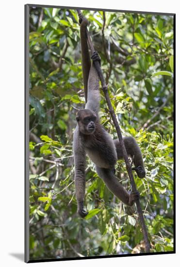 Brazil, Amazon, Manaus, Common woolly monkey hanging from the trees using its tail.-Ellen Goff-Mounted Photographic Print
