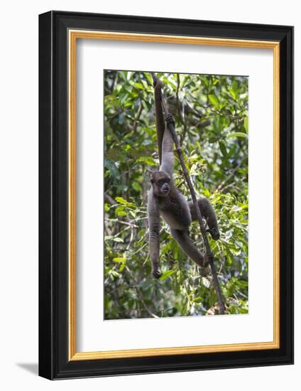 Brazil, Amazon, Manaus, Common woolly monkey hanging from the trees using its tail.-Ellen Goff-Framed Photographic Print