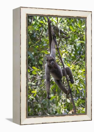 Brazil, Amazon, Manaus, Common woolly monkey hanging from the trees using its tail.-Ellen Goff-Framed Premier Image Canvas