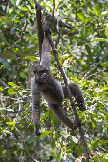 Brazil, Amazon, Manaus, Common woolly monkey hanging from the trees using  its tail.' Premium Photographic Print - Ellen Goff | Art.com