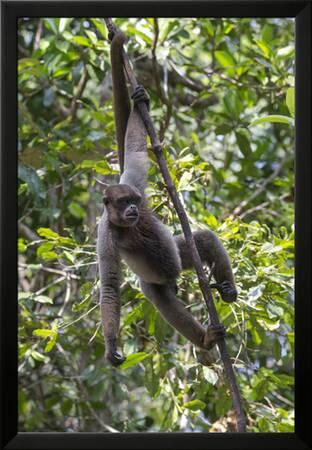 Brazil, Amazon, Manaus, Common woolly monkey hanging from the trees using  its tail.' Premium Photographic Print - Ellen Goff | Art.com