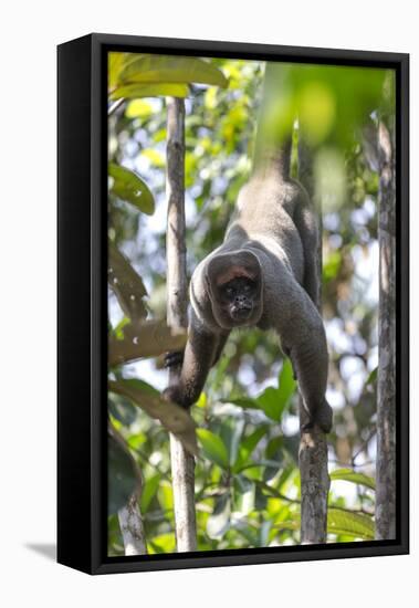 Brazil, Amazon, Manaus, Common woolly monkey hanging from the trees using its tail.-Ellen Goff-Framed Premier Image Canvas